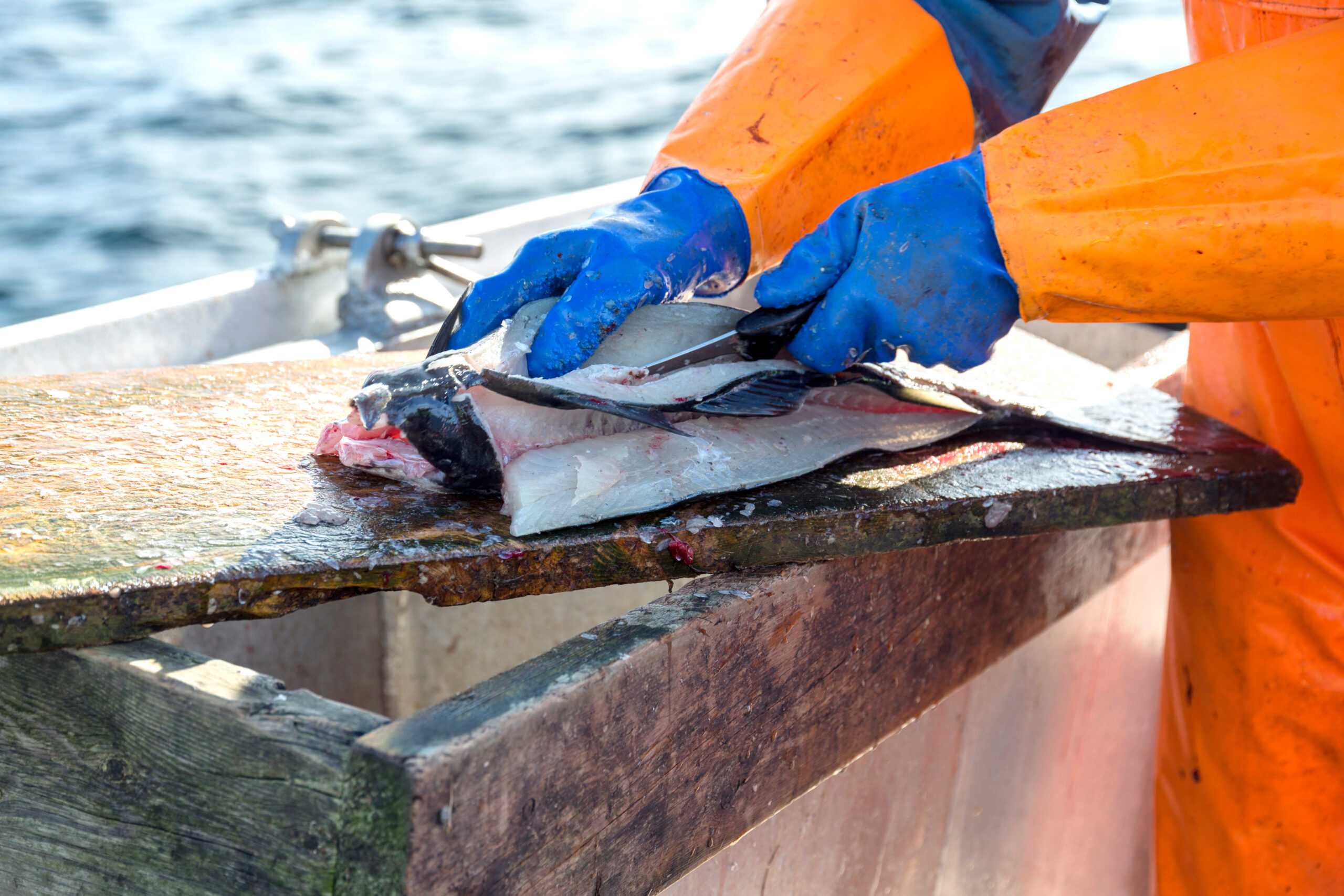 fiskare som städar och filear en nyfångad saltvattensfisk o